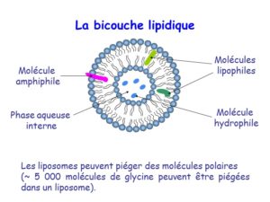 La bicouche lipide