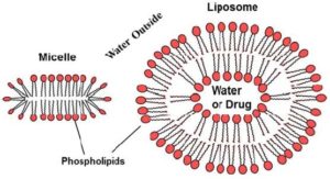 liposomes huiles essentielles